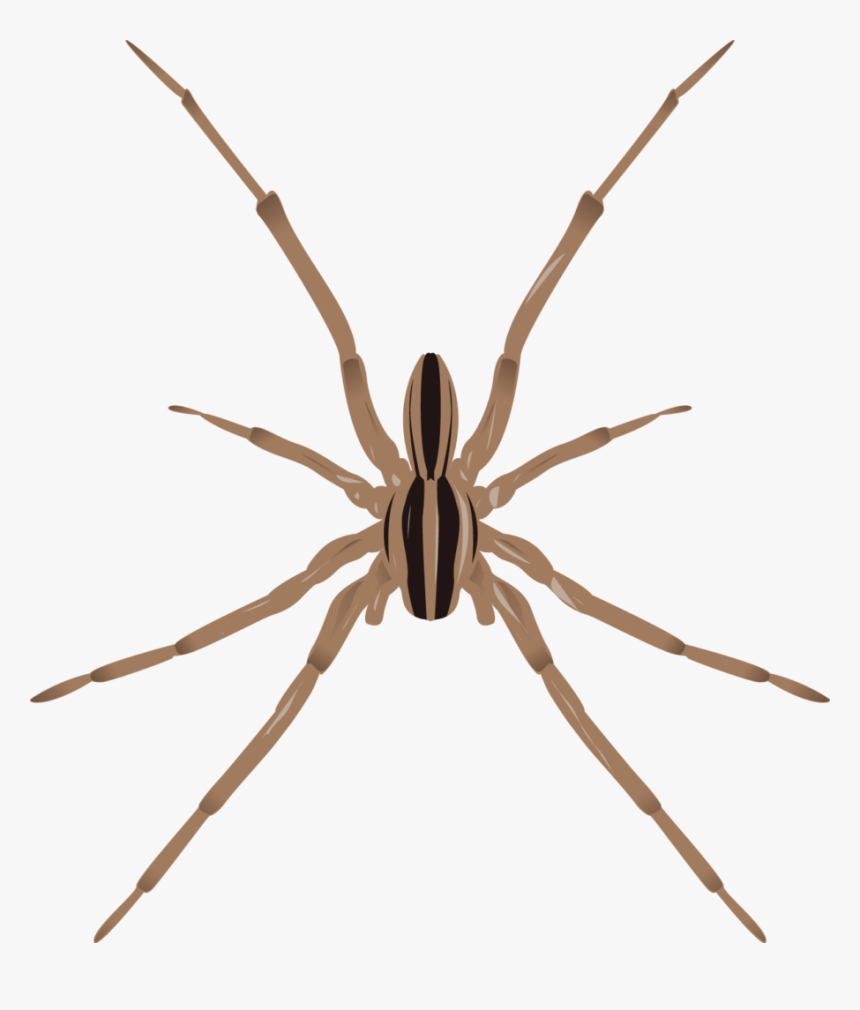 Large Spiders Of Minnesota, HD Png Download