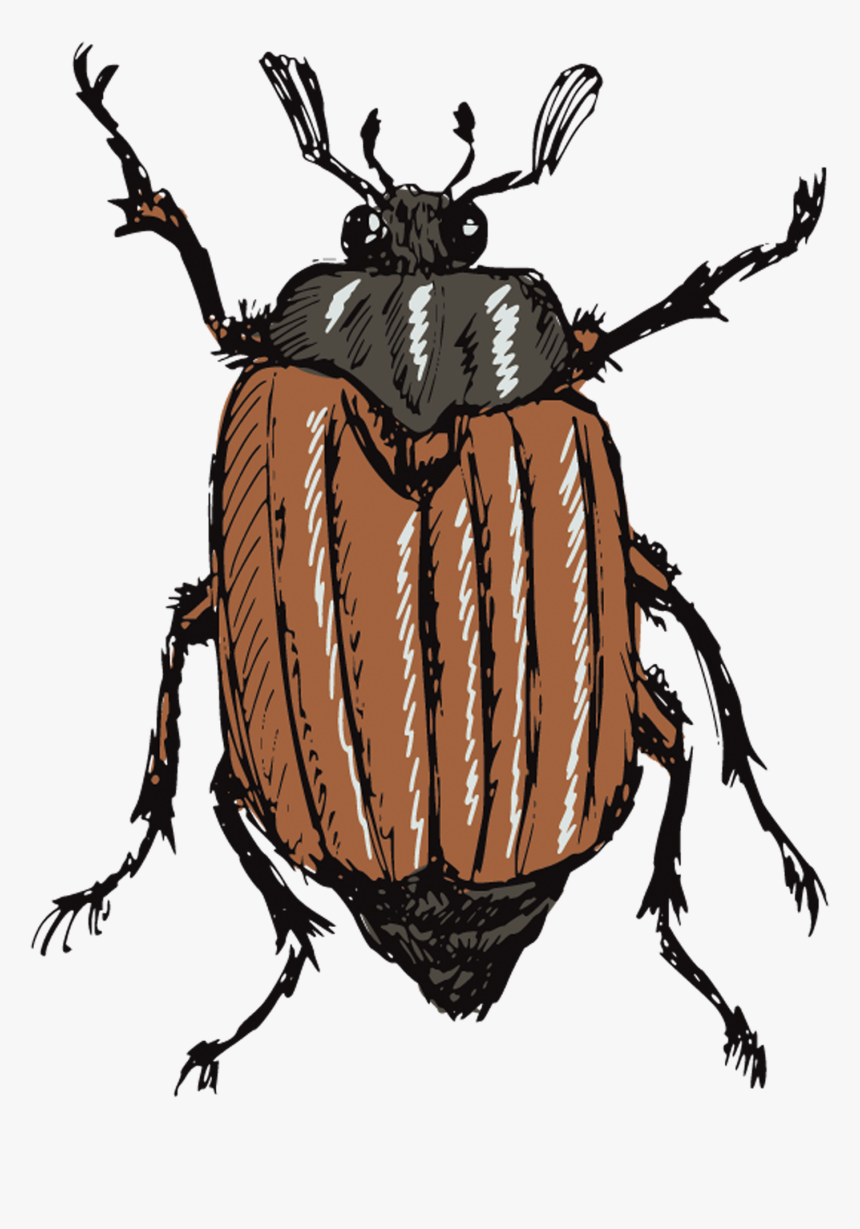 Gusano Animado Y Escarabajo, HD Png Download