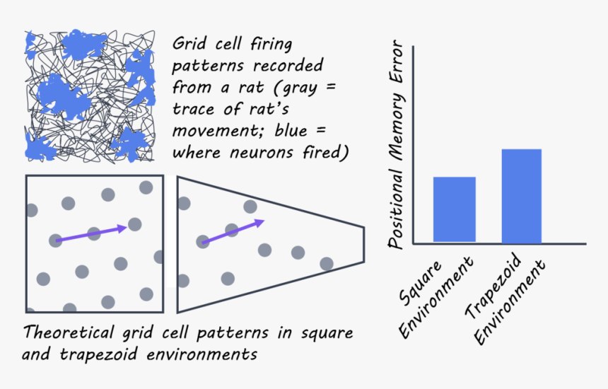 Grid Cells, HD Png Download