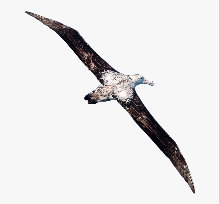 Gannet, HD Png Download