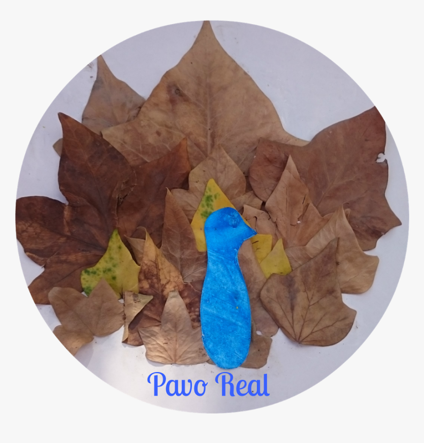 Maple Leaf, HD Png Download