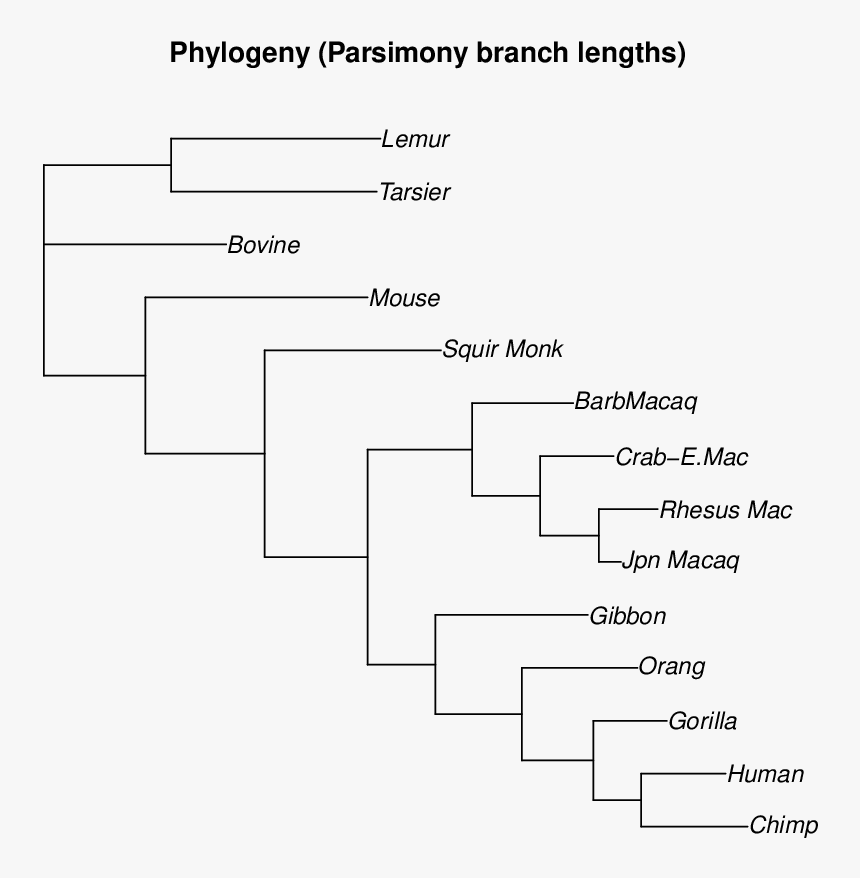 Maximum Parsimony Tree Of Primates, HD Png Download