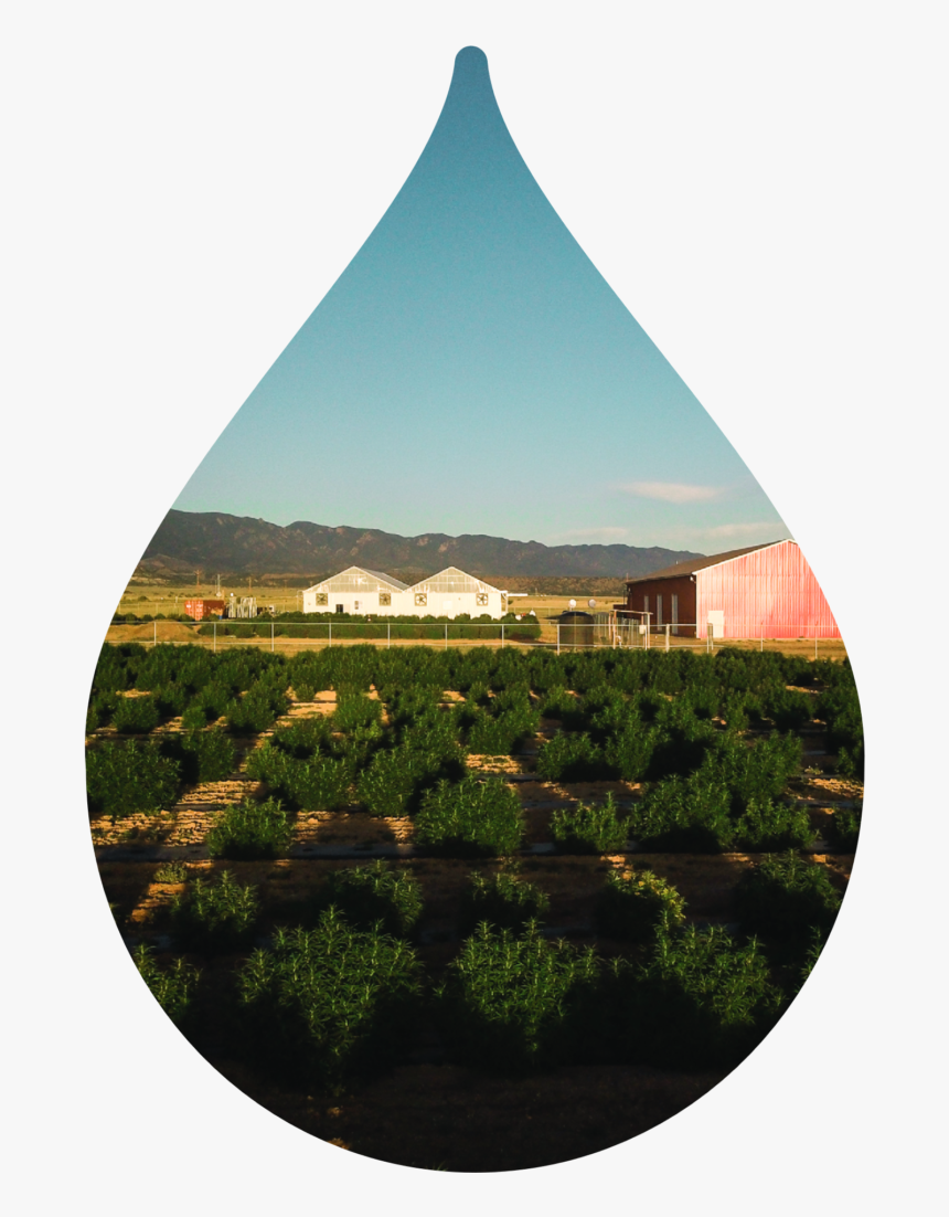 Grass, HD Png Download