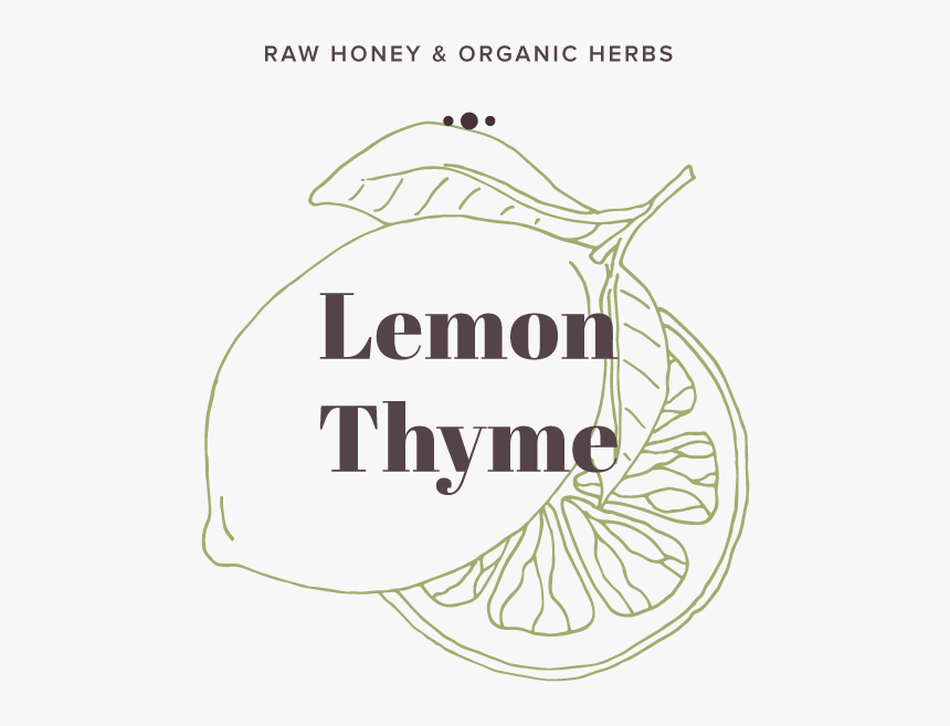 Lemon-thyme - Illustration, HD Png Download