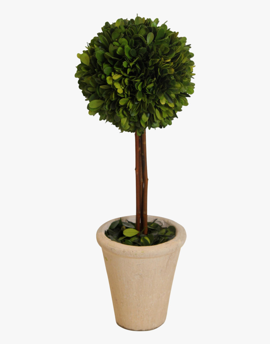 Topiary- Boxwood 16 In - Flowerpot, HD Png Download