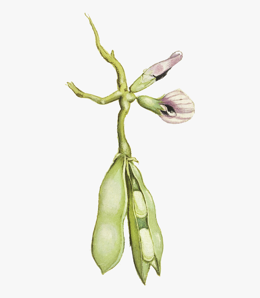 Sfclip3 - Zucchini, HD Png Download