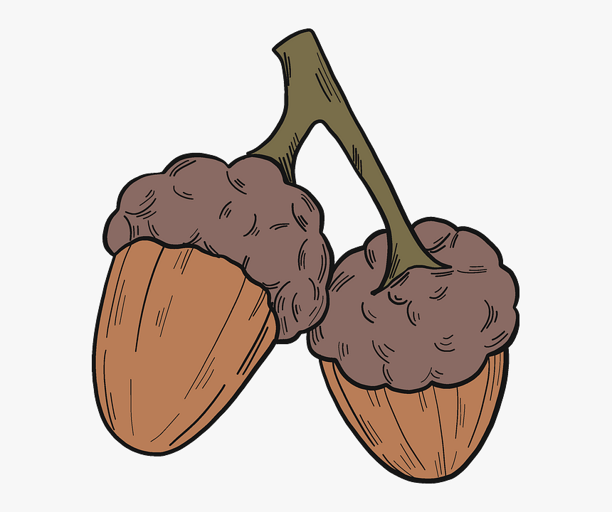 Peanut, HD Png Download