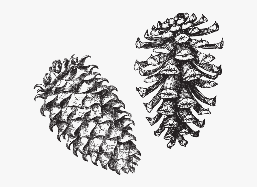 Acorns-01 - Conifer Cone, HD Png Download