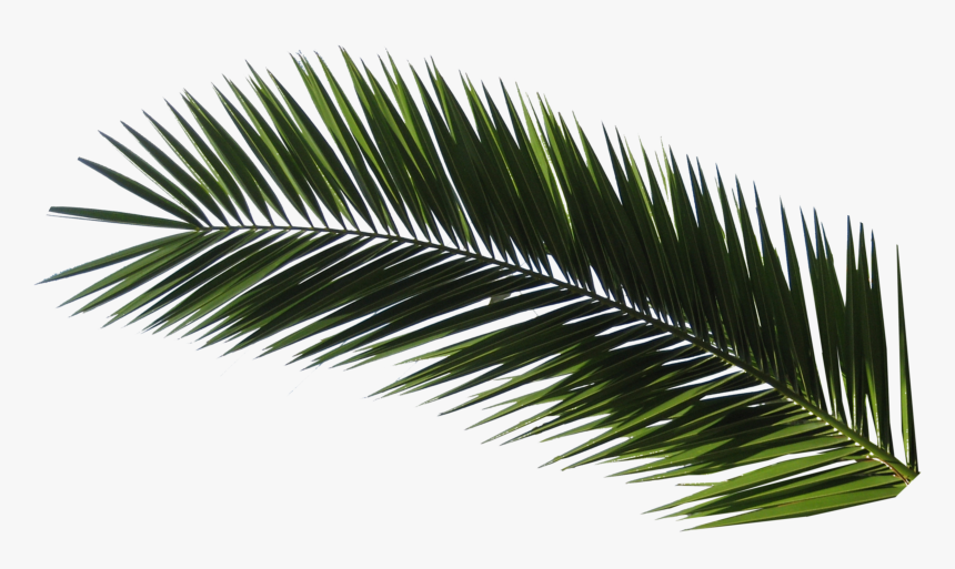 Roystonea, HD Png Download