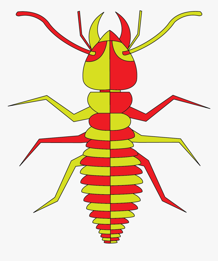 Ant, HD Png Download