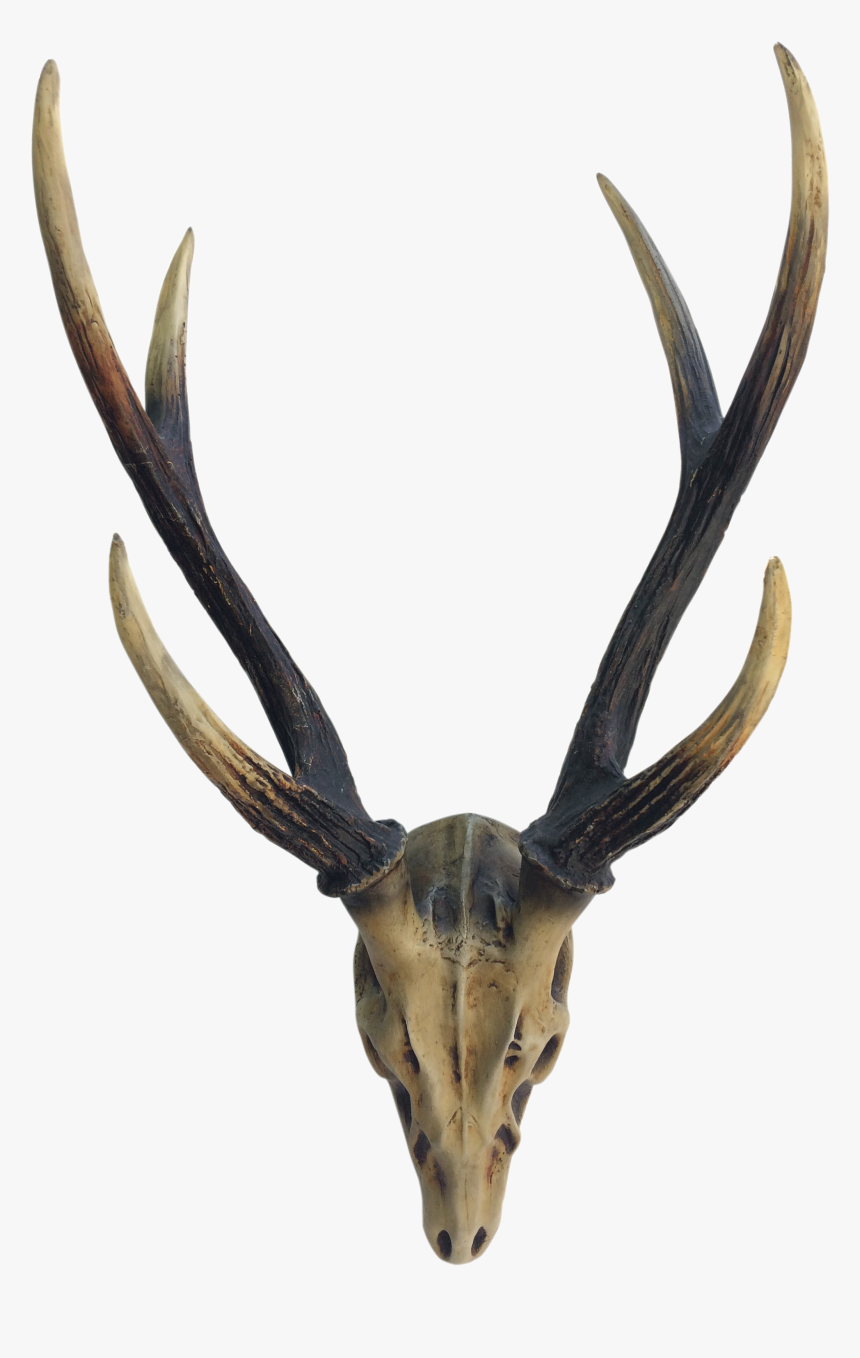 Elk Deer Horn Antler Image - Reindeer, HD Png Download