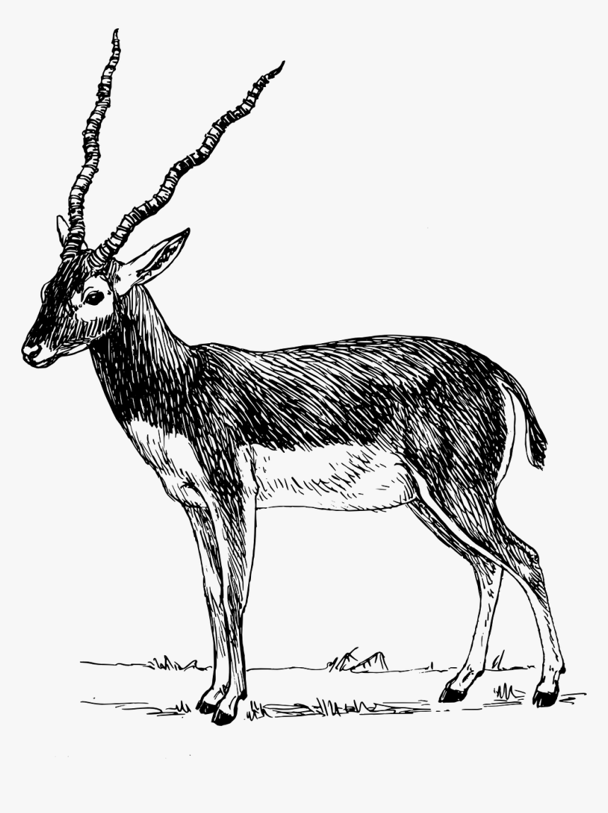 Impala Drawing Deer - Impala Clipart Black And White, HD Png Download
