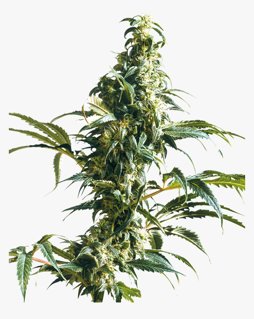 Mexican Sativa, HD Png Download