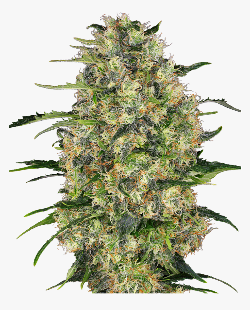 Black-domina, HD Png Download