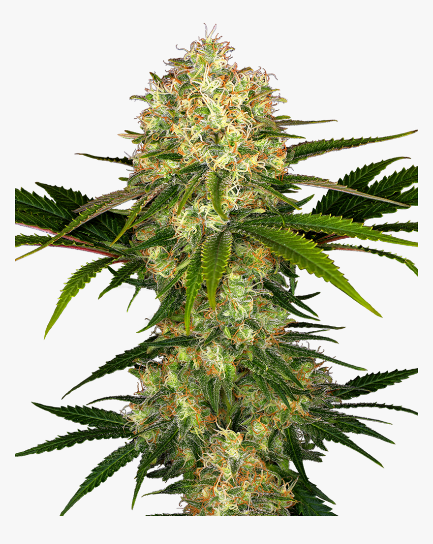 Afghani 1 Sensi Seeds, HD Png Download