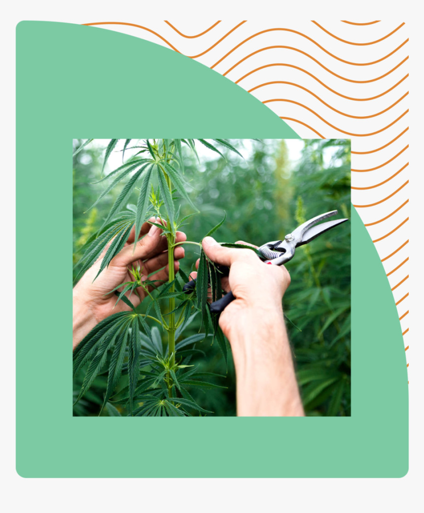 Hemplead Img - Farming Hemp In Nevada, HD Png Download