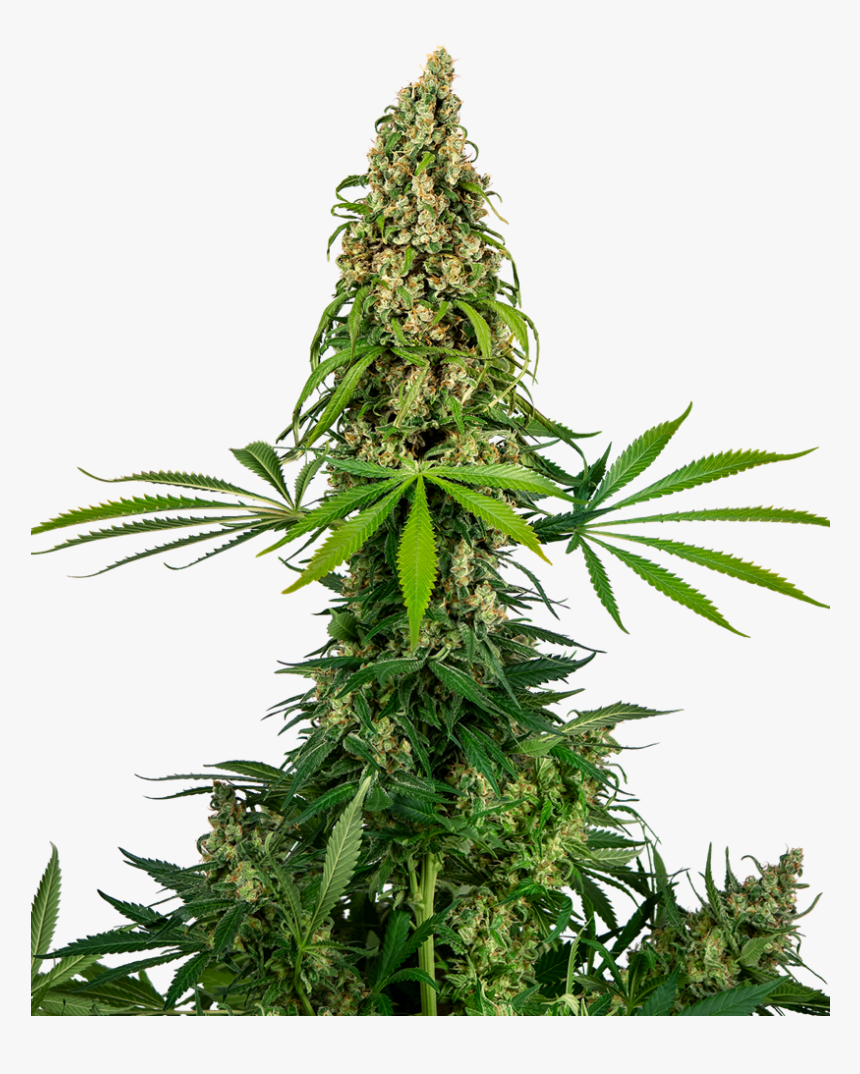 Sensi#140 5kpl - Seed, HD Png Download