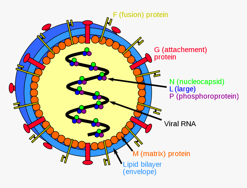 Nipah Virus, HD Png Download
