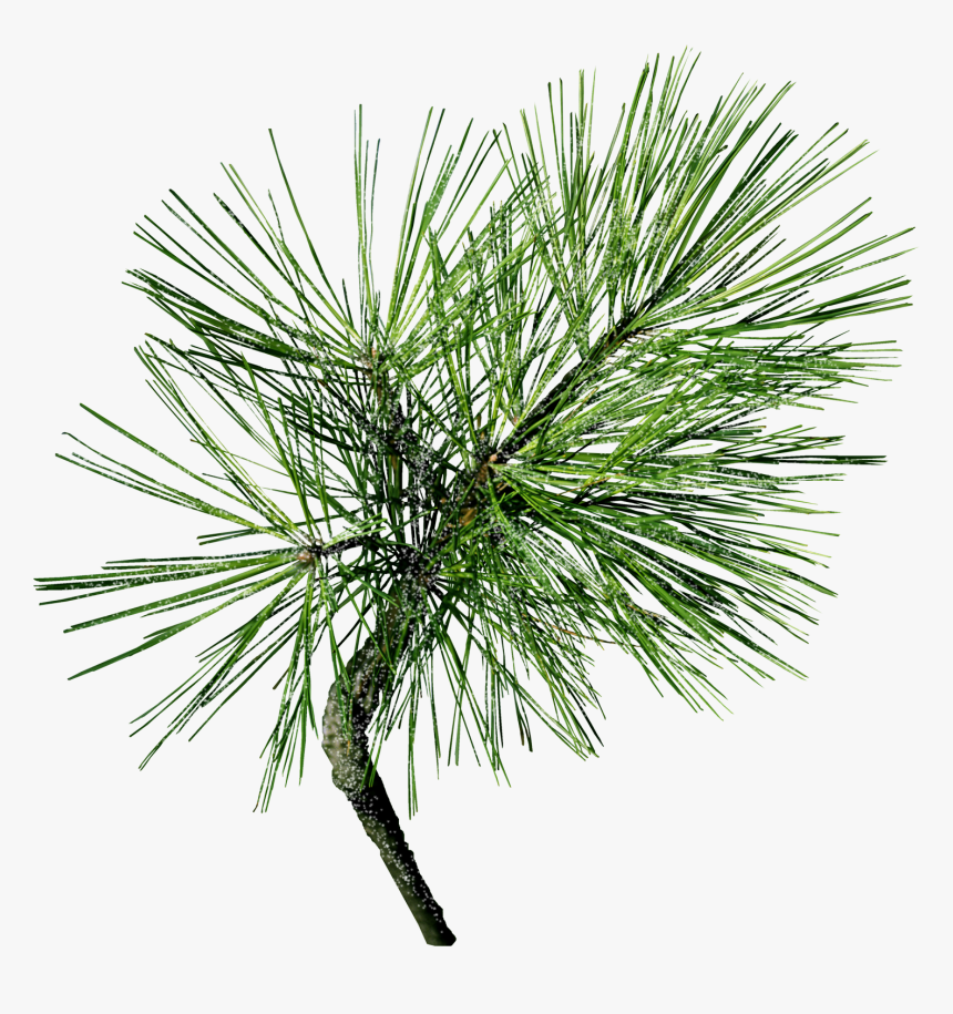 Machine Embroidery, Machine Embroidery Designs, In - Transparent Pine Needles, HD Png Download