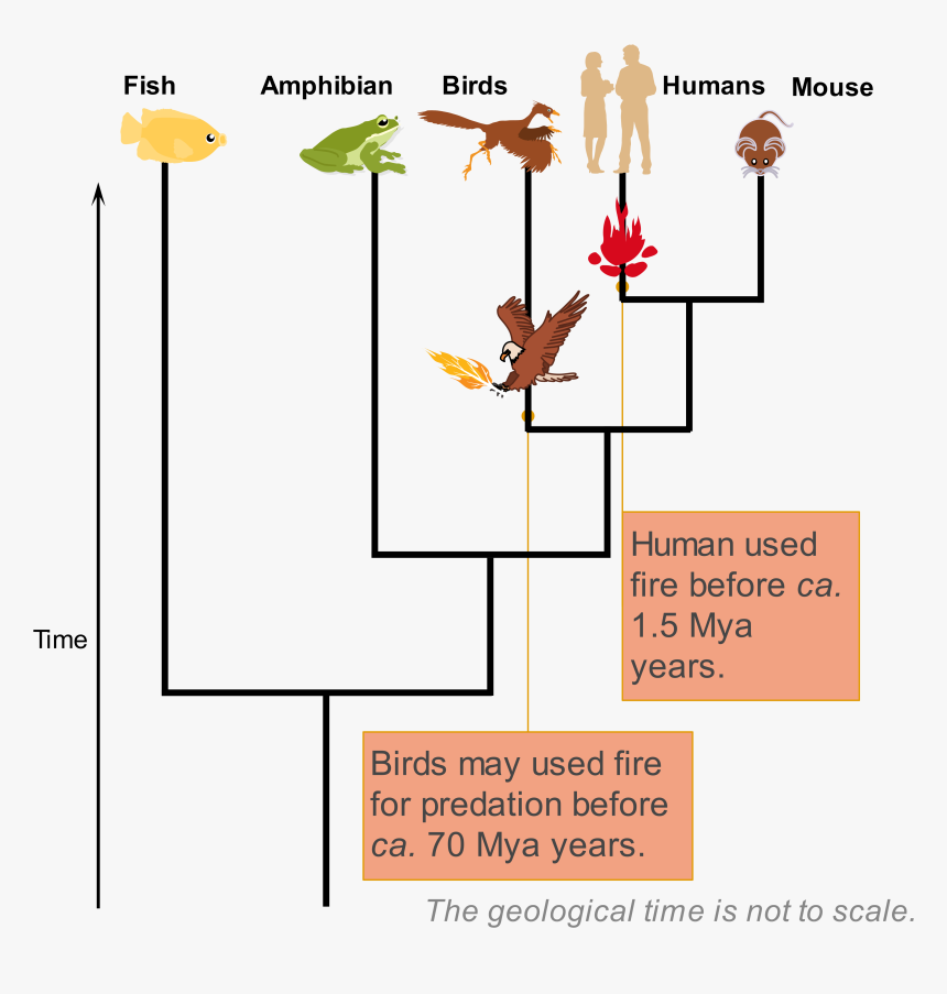 Line Of Fire Png, Transparent Png