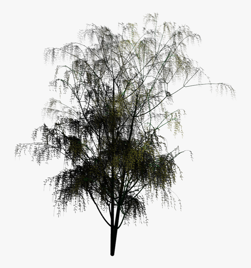 Pond Pine, HD Png Download