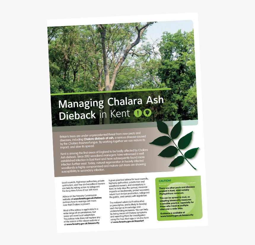 Chalara Ash Dieback - Tree, HD Png Download