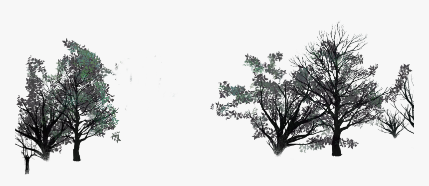 Oak, HD Png Download