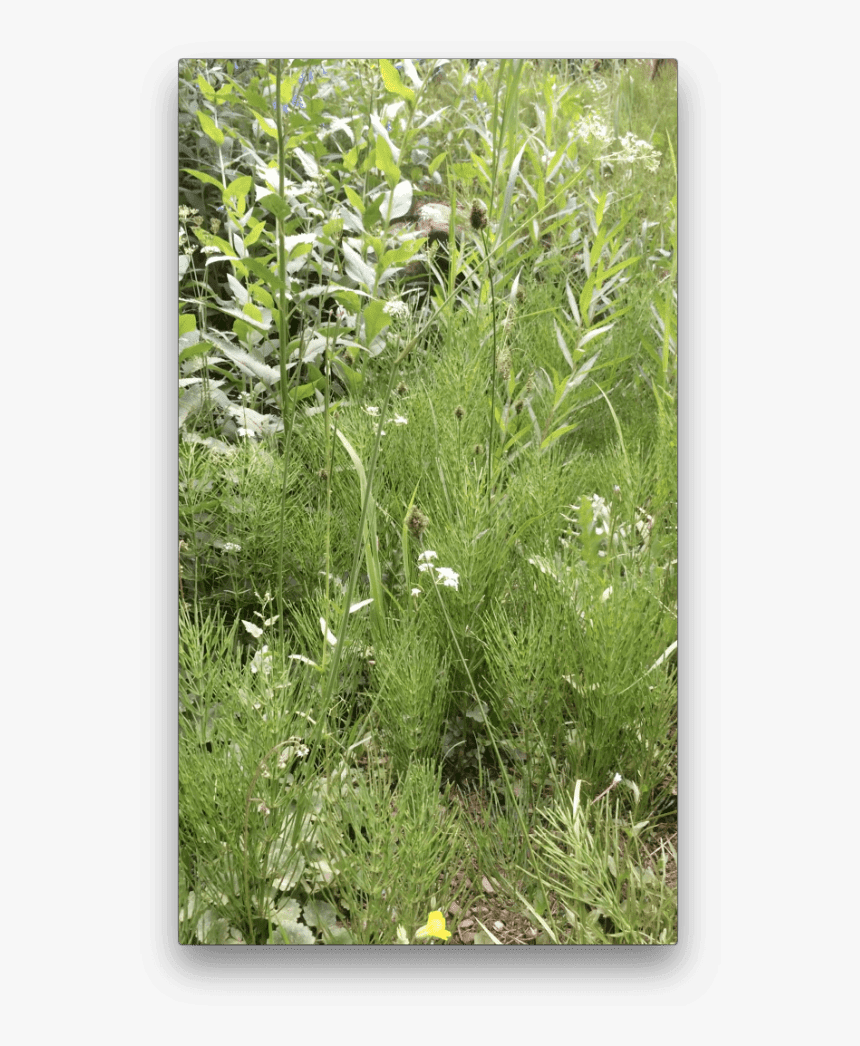 Grasses - Sweet Grass, HD Png Download