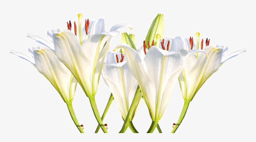 Transparent Easter Lily Png - Lily, Png Download