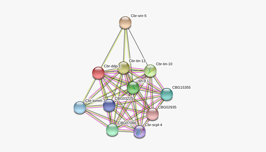 Cbr Ddp 1 Protein - Circle, HD Png Download