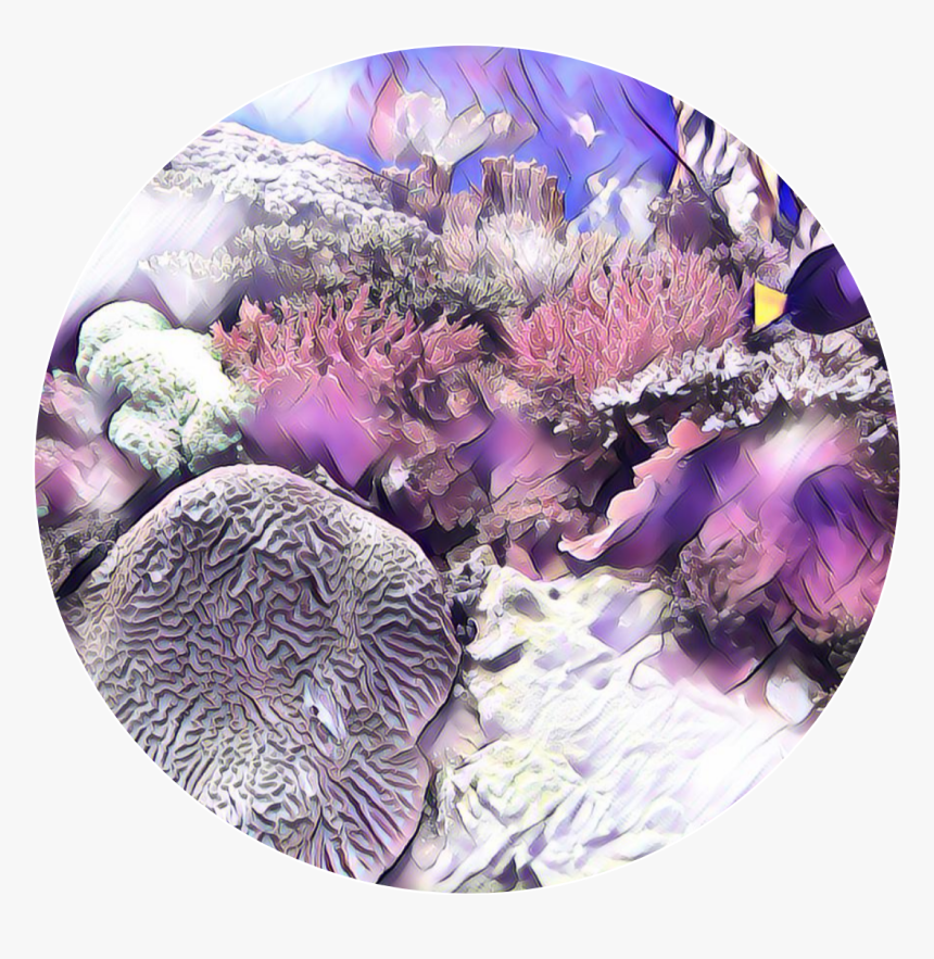 #sea #coral - Stony Coral, HD Png Download