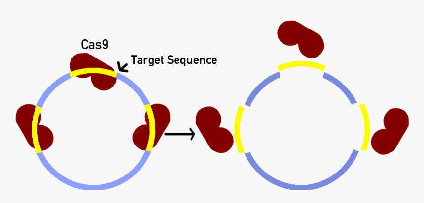 Transparent Sink And Float Clipart - Circle, HD Png Download