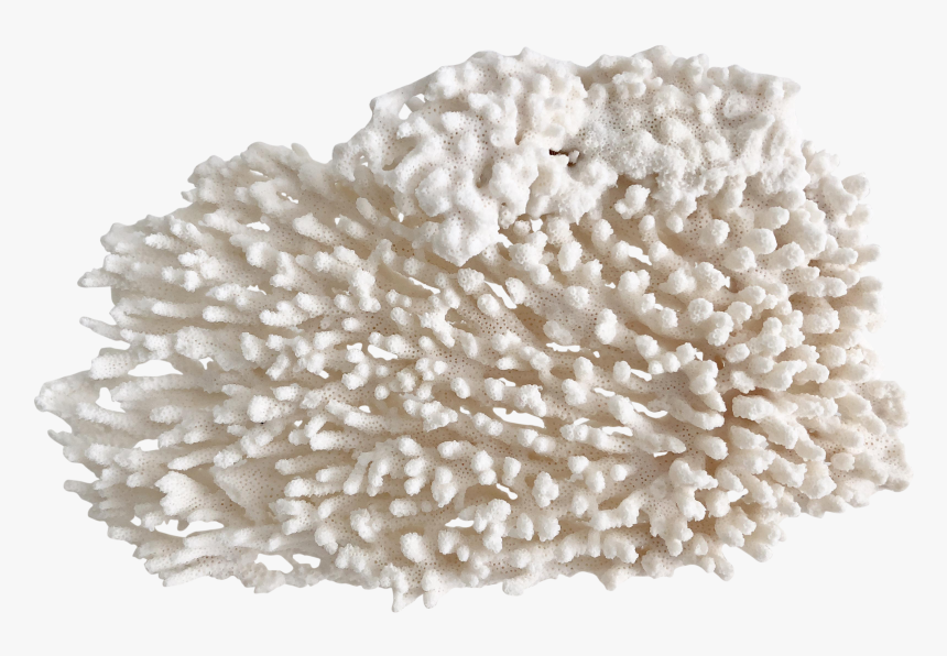 Fungus, HD Png Download