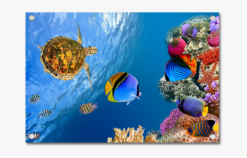 Landscape Underwater 4k, HD Png Download