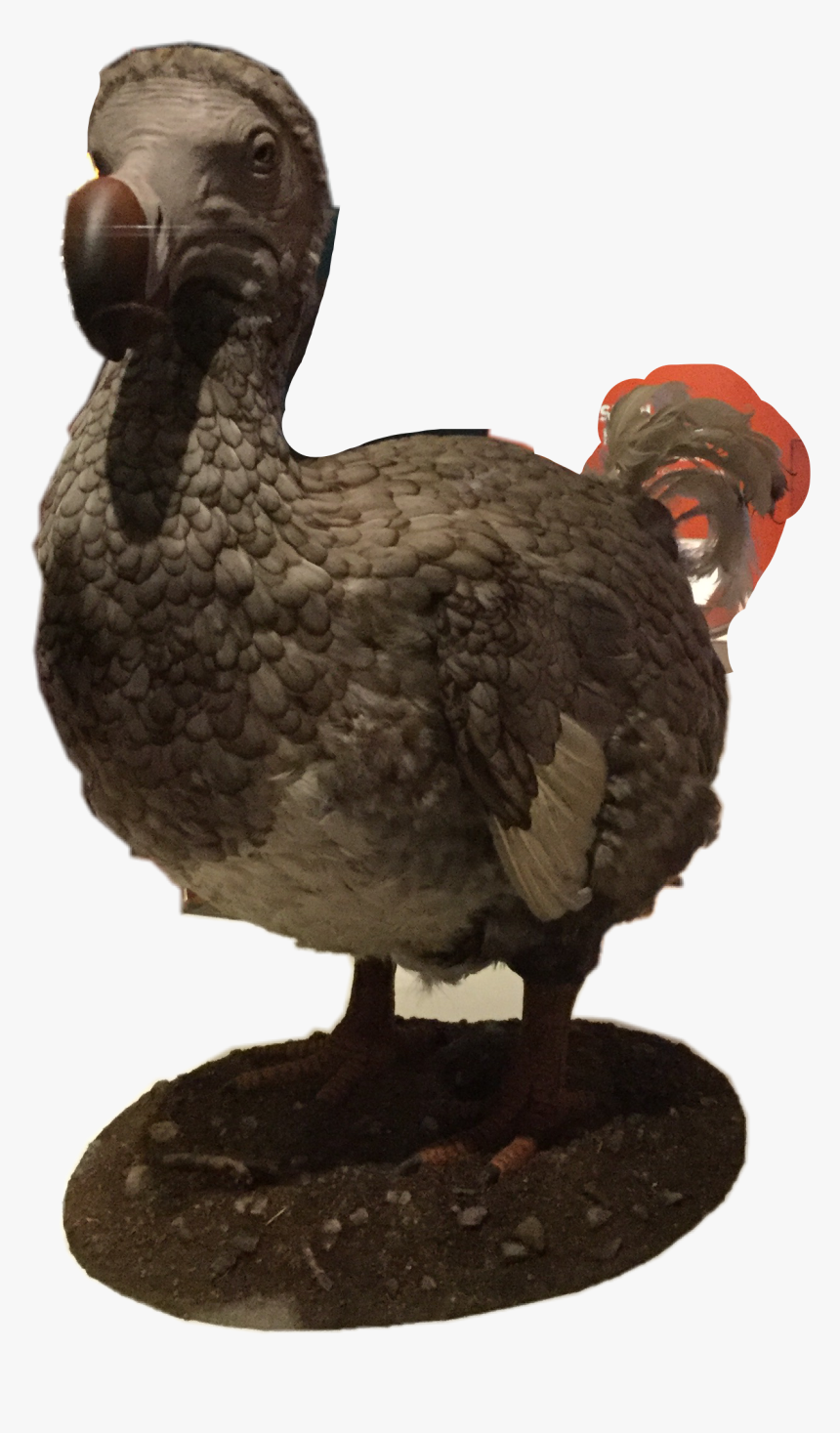The Dodo Bird

this Guy Is Extinct Because Of Us Humans - Dodo, HD Png Download
