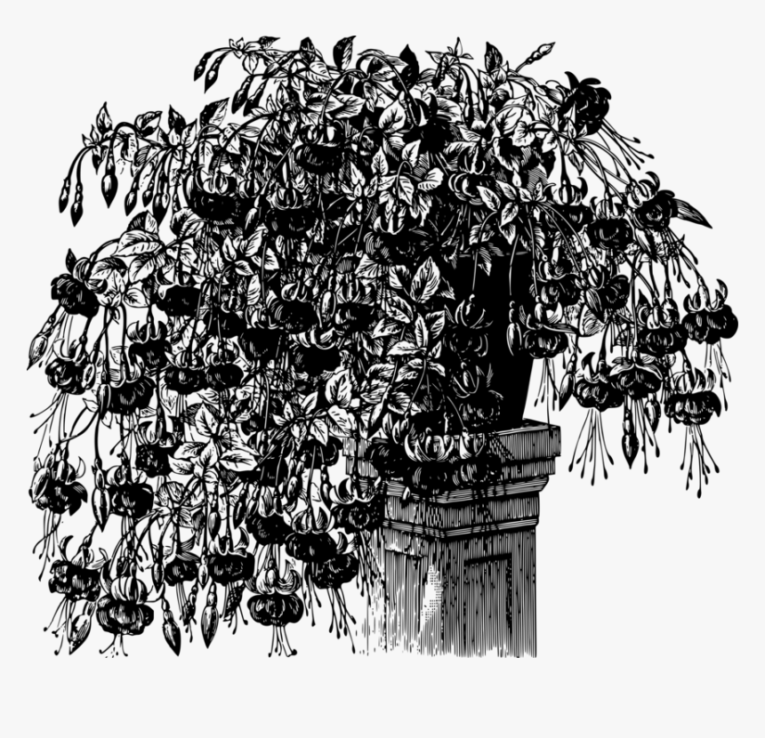 Plant,art,blackandwhite - Illustration, HD Png Download