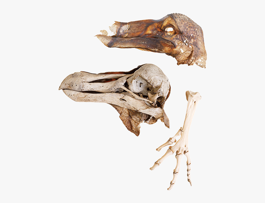 Oxford Dodo - Skull, HD Png Download