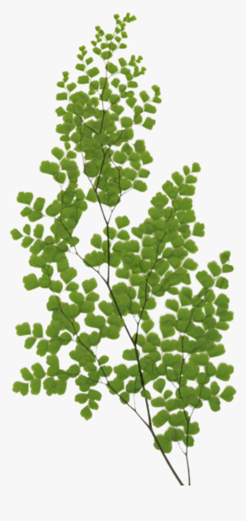 Gambel Oak, HD Png Download