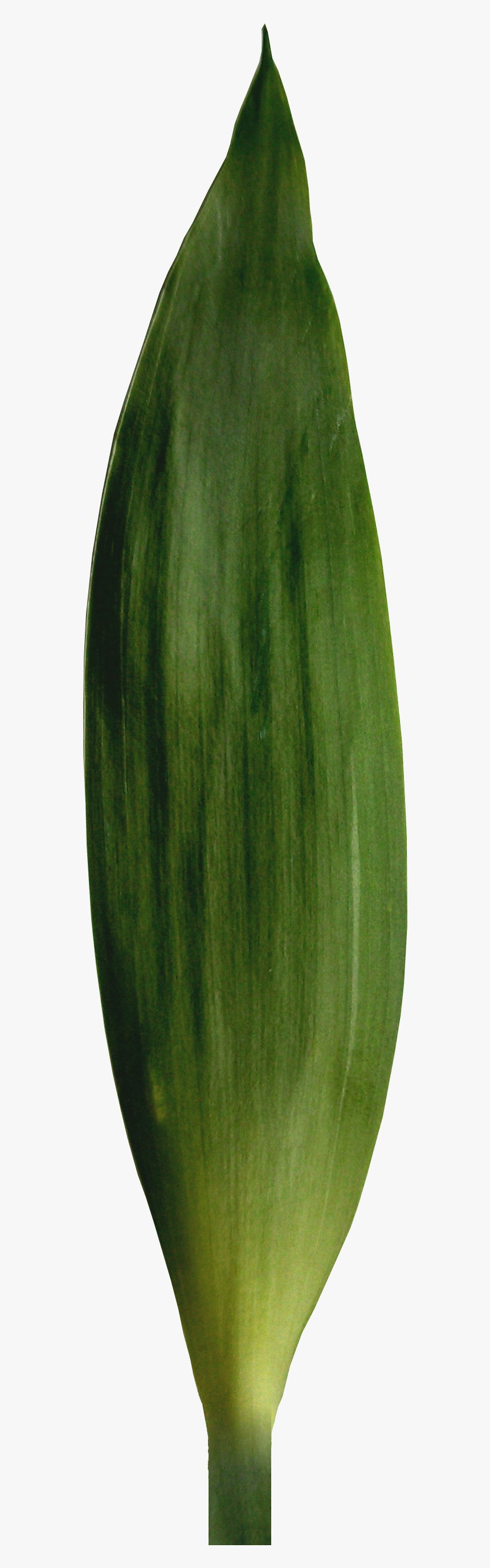 Bamboo Leaf - Vase, HD Png Download