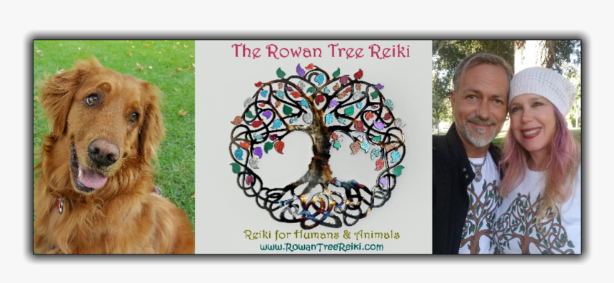 Nova Scotia Duck Tolling Retriever, HD Png Download