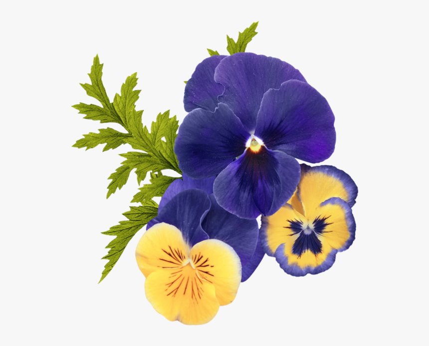 Flor Pensamiento Para Sublimar, HD Png Download