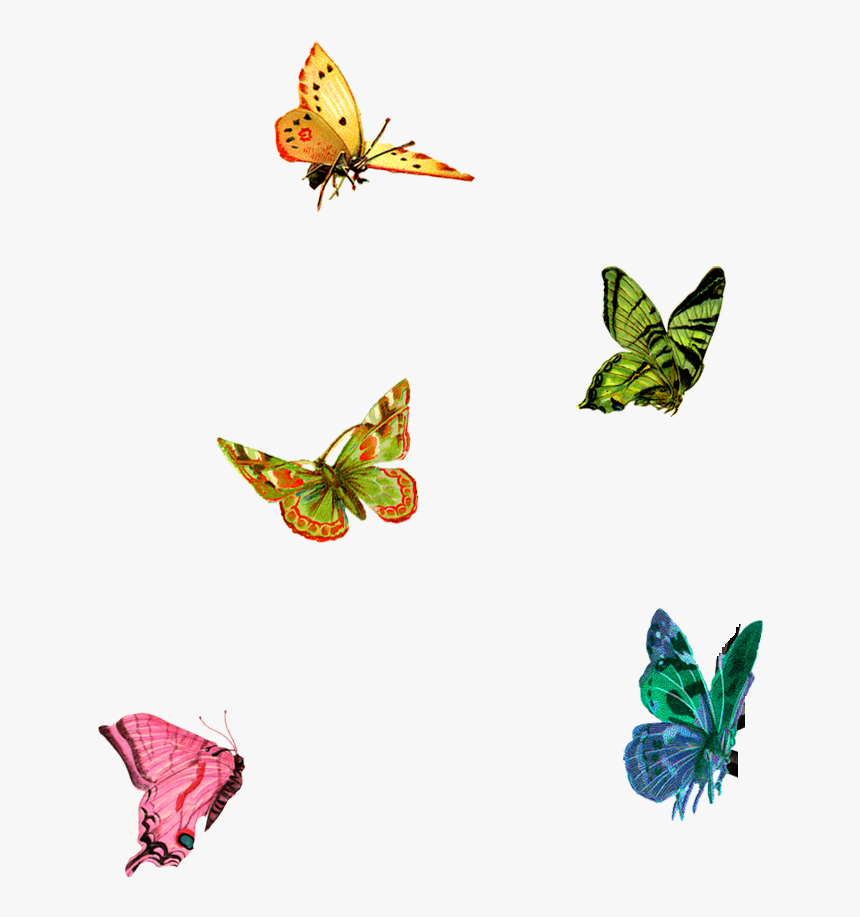 Little Butterflies Png Clipart , Png Download - Little Butterfly Png, Transparent Png