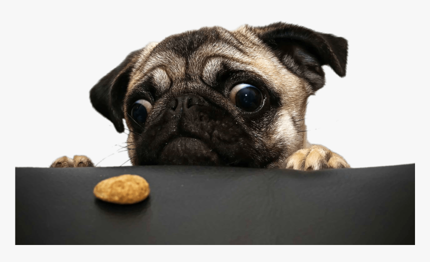 Transparent Pug Face Png - Adorable Pug, Png Download
