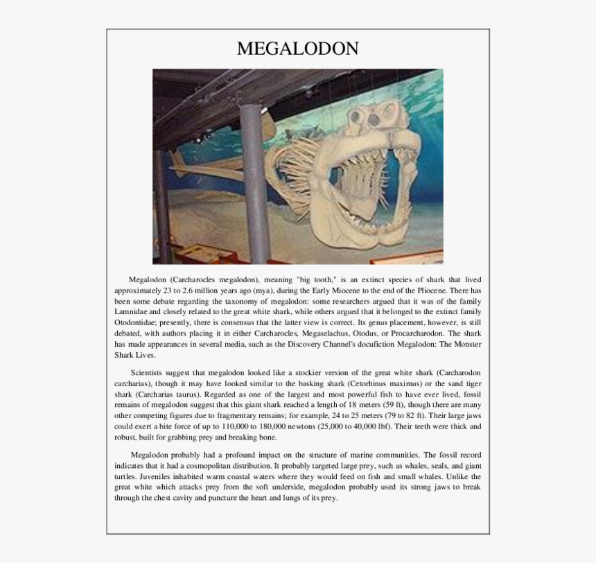 Megalodon Skeleton, HD Png Download