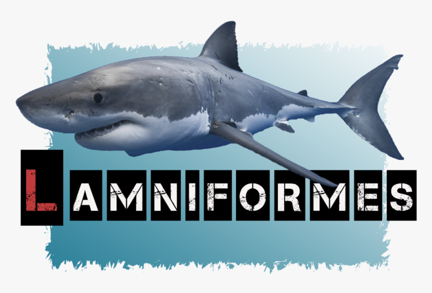 Lamniformes Avatar - Great White Shark, HD Png Download