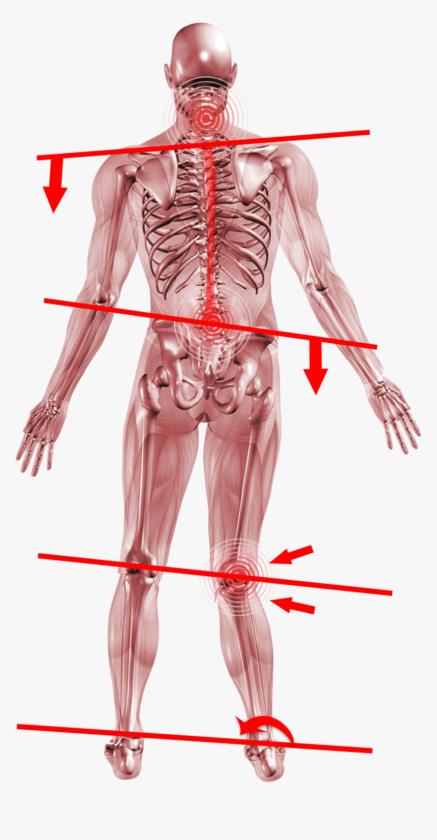 Knee - Illustration, HD Png Download