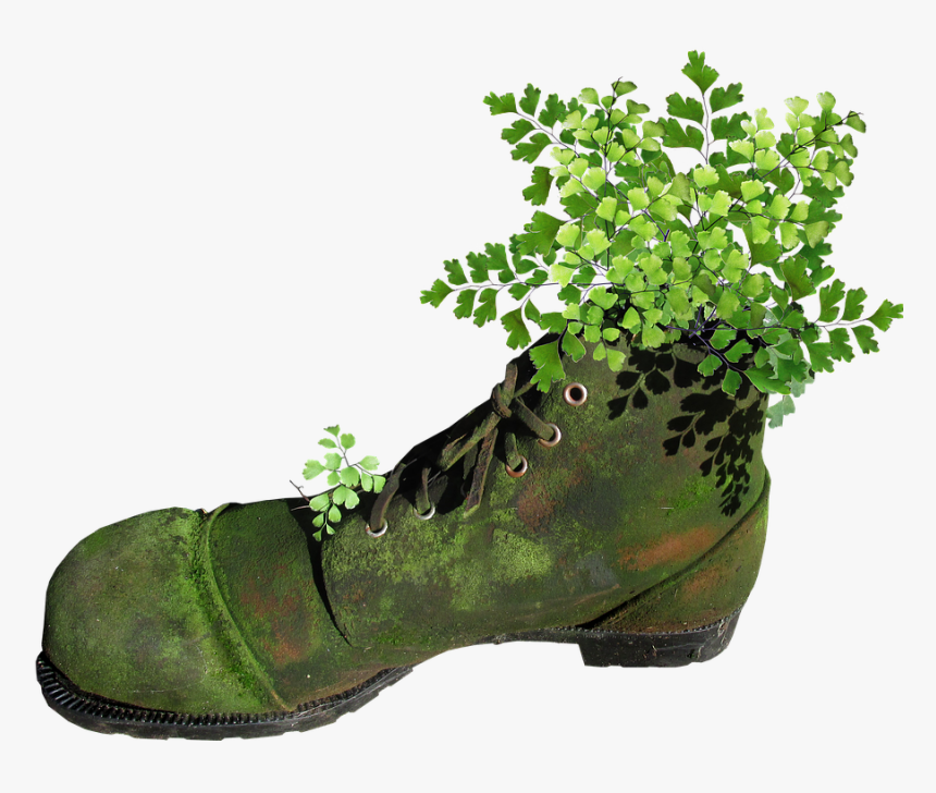 Boot, Old, Mossy, Planter, Fern, Garden, Novelty - Boot, HD Png Download