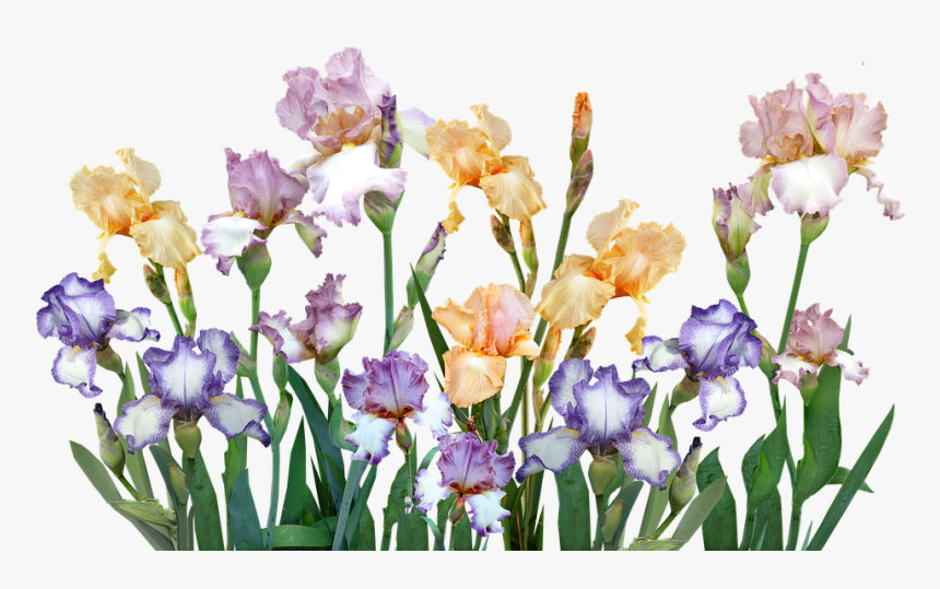 Iris, HD Png Download