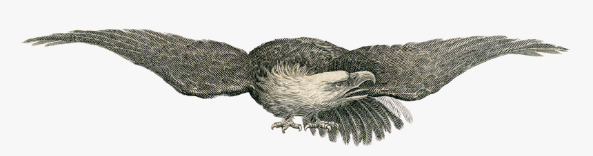 Revolutionary War Eagle Flag, HD Png Download