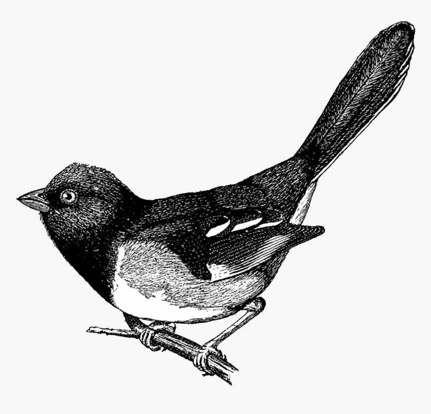 Bird Vintage Clipart, HD Png Download